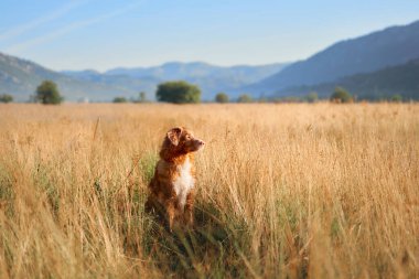 Bir Nova Scotia Duck Tolling Retriever otlarla çevrili açık bir alanda sakince oturuyor. Sıcak ışık doğal manzarayı güçlendirir..