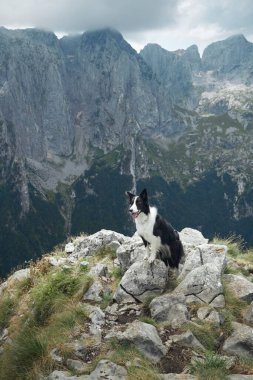 Bir Border Collie bir dağ sırtında duruyor. Uzağa uzanan engebeli tepelerin panoramik bir manzarası var. Dramatik manzaradaki köpek duruşu özgürlük ve macera hissini yakalar..