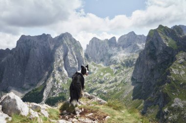 Bir Border Collie bir dağ sırtında duruyor, uzak dağları olan derin bir vadinin üzerinden bakıyor. Geniş manzara, görkemli bir manzarada köpeğin maceraperest ruhunu vurgular..