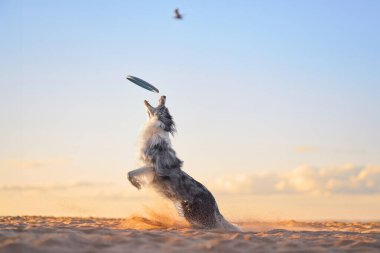 Bir Border Collie gün batımında kumlu sahilde frizbi yakalamak için atlar. Köpeklerin atletik sıçrayışı ve ılık günbatımı enerjisini ve çevikliğini ön plana çıkarıyor..