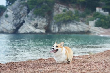 Bir Corgi, deniz kıyısında kayalık kayalıkların ve denizin arka planında uzanır. Sahne, bir kıyı inzivasının sakinliğini vurguluyor..