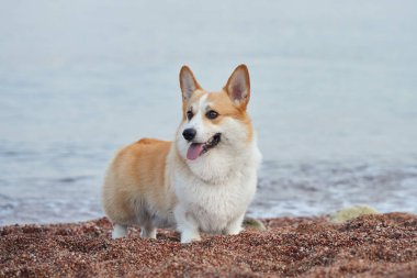 Arka planda deniz olan bir Corgi kumsalda mutlu bir şekilde oturuyor. Köpeğin neşeli ifadesi sahildeki bir günün keyfini yansıtır..