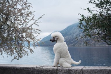 Beyaz bir kaniş, sakin bir gölün yanındaki taş bir duvarda oturuyor. Köpek rahat duruşu, sakin çevreyi tamamlar..