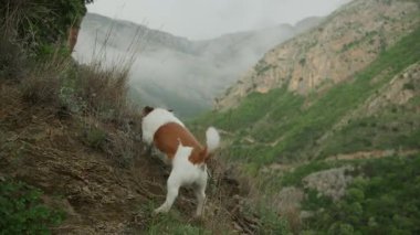 Köpek Jack Russell Terrier uzun otlar ve kayalar arasındaki yamaçta dikkatlice yürüyor. Dağlar sislerin altında kaybolur..