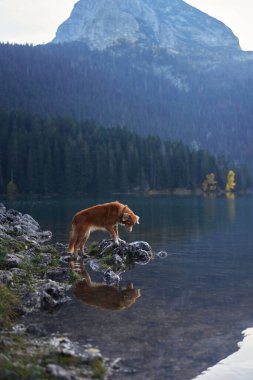 Bir Nova Scotia Duck Tolling Retriever, etrafındaki çam ağaçları ve sonbahar yapraklarını yansıtan sakin bir dağ gölünün kenarında duruyor. Huzurlu manzara, doğal manzaraya derinlik katar..