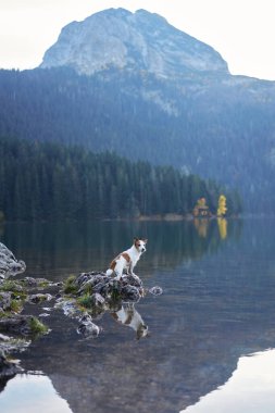 Jack Russell Terrier, çam ağaçları ve sonbahar yapraklarıyla çevrili berrak bir dağ gölünden su kenarında. Suyun yansıtıcı yüzeyi huzurlu ve sürükleyici bir sahne yaratır..