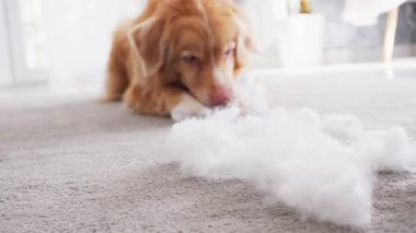 Bir Nova Scotia Duck Tolling Retriever, oturma odasındaki gri halıya saçılmış beyaz halıları kokluyor..