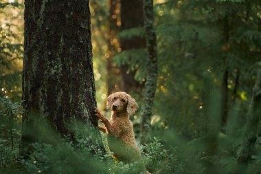 Bir Fino, yemyeşil bir alanda yumuşak orman ışıklarında zarifçe poz verir. Huzur ortamı köpeğin sakin ve zarif özelliklerini vurguluyor..