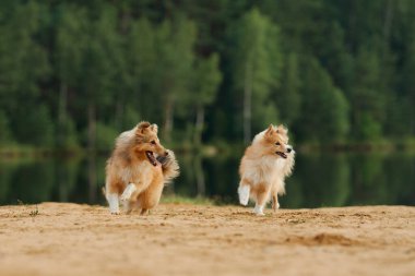 Yansıtıcı su yüzeyinin yakınındaki kumlu bir zeminde iki Collie şakalaşarak birbirlerine bakıyorlar. Etkileşimlerini ve neşeli ruhlarını vurguluyor..