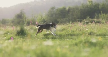 Kara bir köpek sisli güneşli arazide koşuyor. Düşük karşıtlık rüya gibi bir kalite verir.