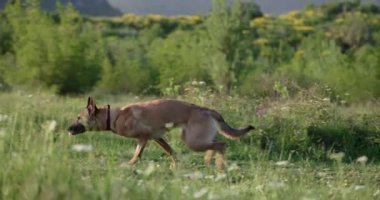 Malinois köpeği sarı çalıların arasında çimlerde koşar. Sakin bir yaz günü, tüm vücut görünür..