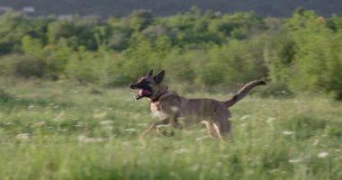 Kahverengi bir Malinois köpeği sahanın karşısına geçti, orta basamakta yakalandı. Düşük kamera açısı çeviklik ve hız gösteriyor.