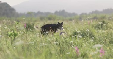 Bir köpek başıyla uzun bir çayırda otları keşfediyor. Arka açıdan yakalanmış..