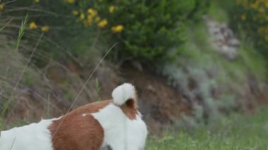 Bir köpek uzun sarı çimenlerin üzerine kurulur ve doğrudan kameraya bakar. Çerçeve vahşi çiçeklerle dolu.