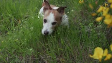 Heyecanlı teriyer sarı çiçeklerin arkasından bakar, dili dışarı çıkar. Arkaplanda güneş ışığı parlar.