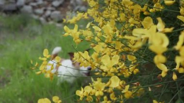 Heyecanlı teriyer sarı çiçeklerin arkasından bakar, dili dışarı çıkar. Arkaplanda güneş ışığı parlar.