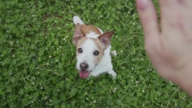 Teriyer merakla yukarı doğru bakar..