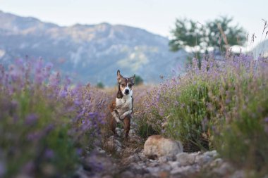 Küçük bir köpek, çiçek açan lavanta çiçeklerinin ortasında kayalık bir arazide duruyor ve uzaklığa bakıyor. Doğal renkler ve engebeli ayar sakin ve manzaralı anı tamamlıyor..