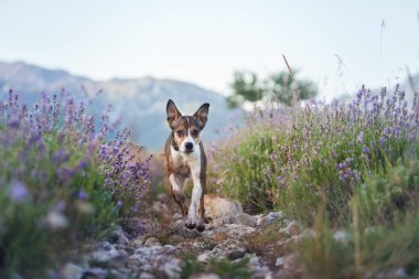 Küçük bir köpek, manzaralı bir arazide canlı lavanta çiçekleriyle çevrili kayalık bir yolda güvenle yürüyor. Doğal zemin ve sakin atmosfer huzurlu bir an yaratır..