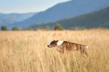 Bir köpek, uzak bir dağ manzarası olan güneşli, uzun otların arasında gezinir. Sahne, kırsalda huzurlu ve doğal bir anı yakalıyor..