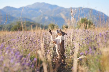 Oyunbaz bir köpek, arka ayakları üzerinde duruyor. Çiçek açan lavanta tarlasında. Dağlık bir arka planı var. Canlı çiçekler ve ılık güneş ışığı neşeli ve manzaralı bir atmosfer yaratır..