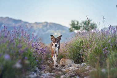 Küçük bir köpek canlı çiçeklerle çevrili bir lavanta tarlasında yürüyor. Manzaralı kırsal alan ve yumuşak güneş ışığı pitoresk bir atmosfer yaratır..