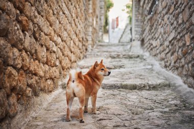 Bir Shiba Inu, tarihi bir ortaçağ geçidinde taş basamaklarda oturan birine yaklaşır. Dokulu duvarlar ve basamaklar sahnenin kırsal çekiciliğini ve sükunetini vurguluyor..