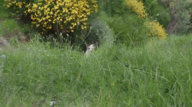Teriyer kalın sarı çiçekli çalılıklardan hareket ediyor, kısmen çerçevede görünüyor..