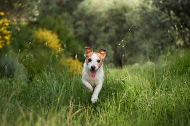 Jack Russell Terrier köpeği, çiçek açan çalılar ve çimenler tarafından çerçevelenmiş olarak kameraya doğru koşuyor. Odaklanan hareket heyecan ve çevikliği gösteriyor..