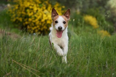 Jack Russell Terrier köpeği neşeli bir ifadeyle doğrudan kameraya doğru koşar. Sarı çiçekler ve yemyeşil çimenler hızlı hareketi çerçeveler..