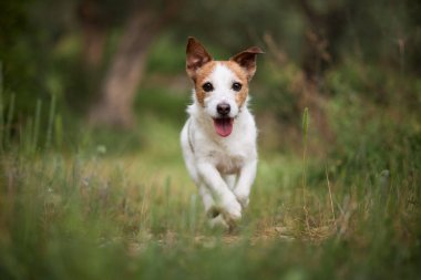 Jack Russell Terrier kulakları açık bir çim tarlasının içinden geçiyor. Işık, güvenli bir şekilde koşarken kürkünü yakalıyor..