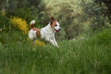 Jack Russell 'ın köpeği yeşil çayırda uzun bir sıçrama yapıyor. Ağaçlar ve sarı çalılar yemyeşil doğal bir zemin oluşturur..