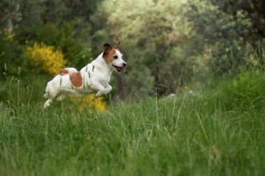Jack Russell Terrier çiçek açan bir çayırda odaklanmış bir bakışla hareketsiz duruyor. Sarı çiçeklerle çevrili, tetikte ve hazır görünüyor..