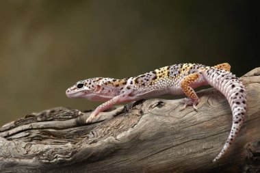 Bir leopar kertenkelesi dalda sürünür. Detaylı deri desenleri açıkça görülebilir..