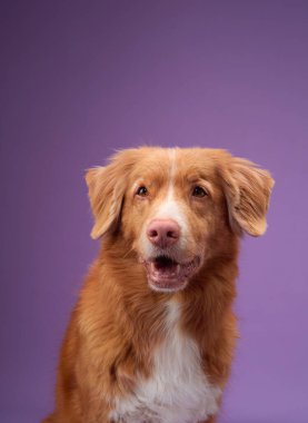 Nova Scotia Duck Tolling Retriever, mor arka planda sakince oturur ve doğrudan kameraya bakar. Köpek sakin ve özenli ifade arkaplanın canlı rengiyle çelişiyor.