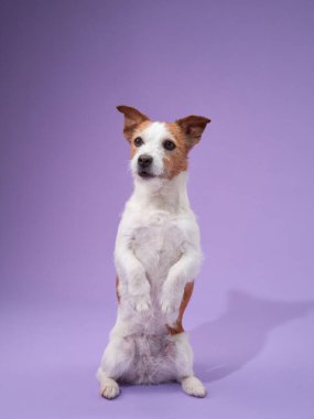 Bir Jack Russell Terrier, ilginç ve özenli bir ifadeyle arka ayakları üzerinde dengede durur. Köpek hareketli duruşu, sakin mor arka planla çelişiyor..