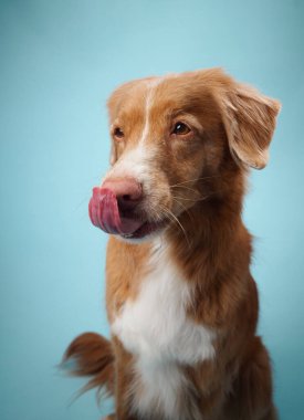 Bir Nova Scotia Duck Tolling Retriever, açık mavi arka planı ile başını hafifçe eğdiği için meraklı görünür. Köpeğin meraklı görünüşü serin portreye karakter katıyor..