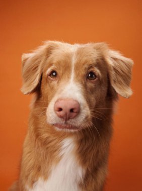 Bir Nova Scotia Duck Tolling Retriever, turuncu bir arka planda kurulmuş, düşünceli görünüyor. Köpek yansıtıcı ifadesi portreye derinlik ekler.