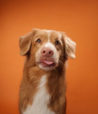 Bir Nova Scotia Duck Tolling Retriever turuncu arka planda sakince kameraya bakar. Köpek sakin ve sakin bir şekilde resmedilmiş..