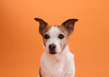 Bir Jack Russell Terrier turuncu arka planda sakince oturur ve doğrudan kameraya bakar. Köpeğin sakin duruşu sahneye huzur katıyor..