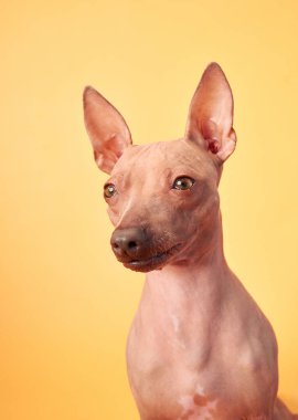 Sarı arka planda Amerikan Kılsız Terrier köpeğinin yakın çekimi. Köpek, eşsiz tüysüz derisini ve büyük kulaklarını sergileyerek doğrudan kameraya bakıyor..