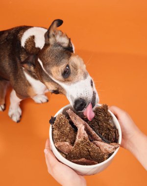 Bir köpek turuncu bir arka planda otururken bir kaseden yemek yemekten hoşlanır. Sıcak renkli bir ortamda yemekle köpek etkileşimine odaklanıyoruz..