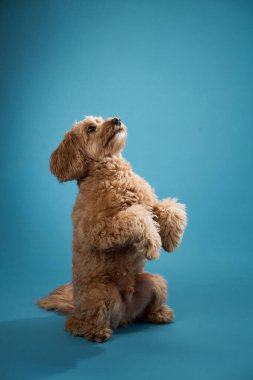 Kıvırcık kürklü bir Labradoodle her iki pençesiyle yukarı doğru uzanır, mavi bir arka plan üzerine kuruludur..