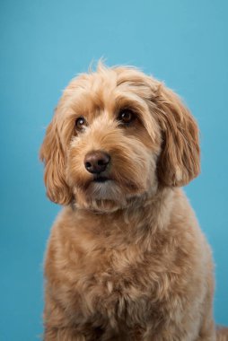 Kıvırcık kürklü bir Labradoodle mavi arka planda otururken düşünceli görünür..