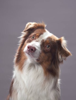 Avustralyalı bir çoban köpeği başını hafifçe eğip kameraya bakar. Arka plan gri ve bakışları özenli..