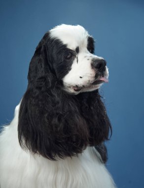 Sola bakan Amerikalı bir Cocker Spaniel portresi. Mavi bir arka planı var. Köpeğin yumuşak tüylerini ve özenli bakışlarını vurguluyor..