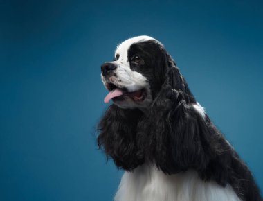 Amerikalı bir Cocker Spaniel mavi arka planda nazikçe poz verir. Köpekler bakımlı kürk ve betimlenmiş ifade cazibesini artırır..