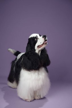 Pofuduk beyaz ve siyah paltolu Amerikalı bir Cocker Spaniel, mor arka planda. Köpeğin yumuşak kürkü ve kompleks duruşu huzur verici bir sahne yaratır..