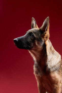 Bir kurt köpeği kırmızı bir arka plana doğru omzunun üzerinden bakar. Baş dönmesi, onun anlamlı doğasını vurgular..