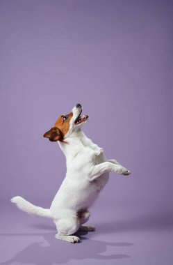 Bir çift Jack Russell Teriyeri mor bir arka planda arka ayaklarının üzerinde şakacı bir şekilde duruyorlar. Köpekler neşeli ifadeler ve canlı kulaklar onların neşeli doğasını vurgular..